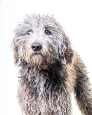Aussiedoodle Dogs for adoption in St. Louis Park, MN, USA