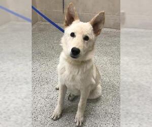 German Shepherd Dog-Unknown Mix Dogs for adoption in Conroe, TX, USA