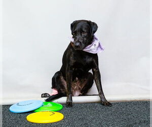 Labrador Retriever Dogs for adoption in Sanford, FL, USA