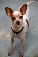 Medium Photo #1 Chihuahua Puppy For Sale in Phoenix , AZ, USA
