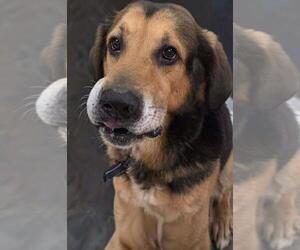 Mutt Dogs for adoption in Plover, WI, USA