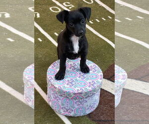 Chihuahua Dogs for adoption in Hesperia, CA, USA