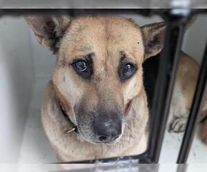 German Shepherd Dog-Unknown Mix Dogs for adoption in Houston, TX, USA