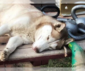 Siberian Husky Dogs for adoption in Cedar Crest, NM, USA