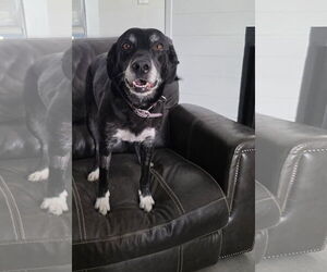 Border-Aussie Dogs for adoption in MIDWAY, UT, USA