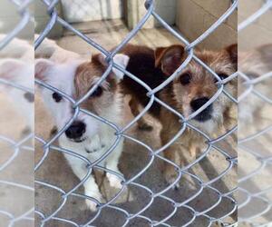 Jack Russell Terrier Dogs for adoption in Maryville, TN, USA