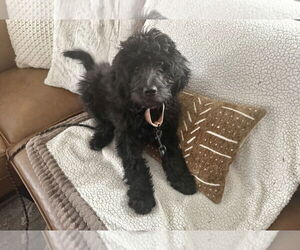 Goldendoodle Dogs for adoption in Mooresville, NC, USA