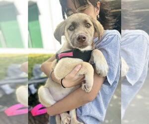 Labrador Retriever-Unknown Mix Dogs for adoption in Dana Point, CA, USA