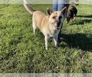 Akita Dogs for adoption in Corpus Christi, TX, USA