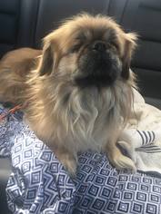 Pekingese Dogs for adoption in Bellbrook, OH, USA