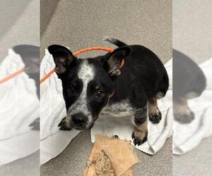 Australian Shepherd-Unknown Mix Dogs for adoption in Las Vegas, NV, USA