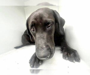 Labrador Retriever Dogs for adoption in Houston, TX, USA