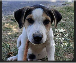 Beagle-Unknown Mix Dogs for adoption in Columbus, IN, USA