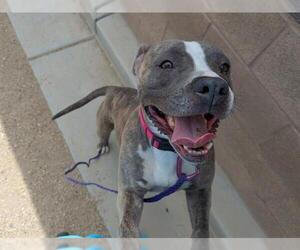 American Pit Bull Terrier-Unknown Mix Dogs for adoption in Las Vegas, NV, USA