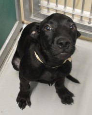 Labrador Retriever Dogs for adoption in Bryan, TX, USA