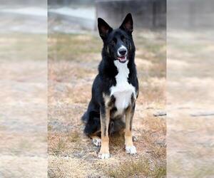 Gerberian Shepsky Dogs for adoption in Santa Cruz, CA, USA