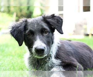 Border Collie-Unknown Mix Dogs for adoption in Genesee, WI, USA