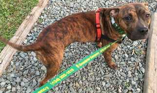 American Pit Bull Terrier-Bull Terrier Mix Dogs for adoption in Staunton, VA, USA