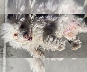 Maltipoo (Miniature) Dogs for adoption in Denver, CO, USA