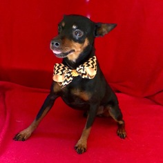 Miniature Pinscher Dogs for adoption in Barre, MA, USA