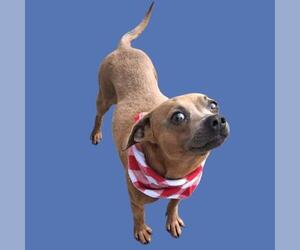 Chihuahua Dogs for adoption in Bakersfield, CA, USA