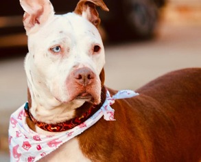 American Pit Bull Terrier Dogs for adoption in Flushing, NY, USA