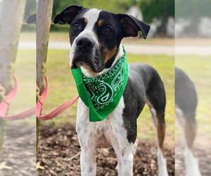 Lab-Pointer Dogs for adoption in Holly Springs, NC, USA