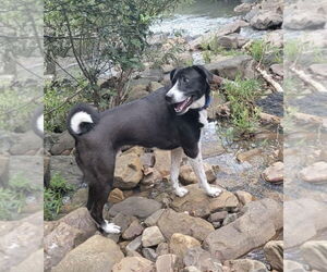 Mutt Dogs for adoption in Royse City, TX, USA