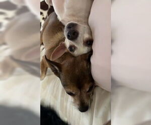 Chihuahua Dogs for adoption in oakland, FL, USA