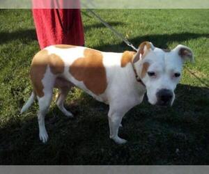 Bulloxer Dogs for adoption in Kenilworth, NJ, USA
