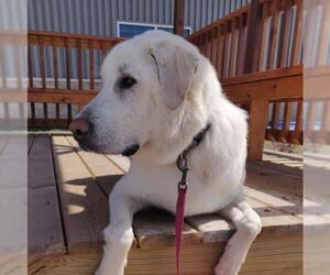 Great Pyrenees Dogs for adoption in Negaunee, MI, USA