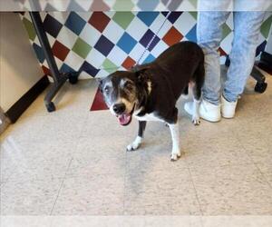 Border Collie-Unknown Mix Dogs for adoption in Plano, TX, USA