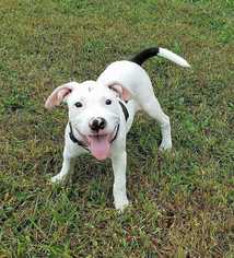 Bullypit Dogs for adoption in Wenonah, NJ, USA