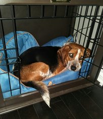 Medium Photo #1 Beagle Puppy For Sale in Toronto, , USA