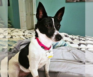 Rat Terrier-Unknown Mix Dogs for adoption in Atlanta, GA, USA