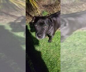 Labrador Retriever Dogs for adoption in Stockton, CA, USA