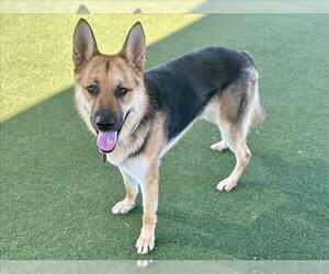 German Shepherd Dog Dogs for adoption in Martinez, CA, USA