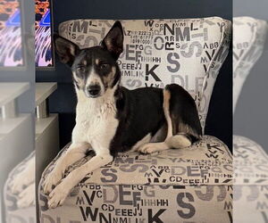 Mutt Dogs for adoption in Sandy, UT, USA