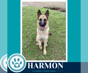 German Shepherd Dog Dogs for adoption in Kimberton, PA, USA