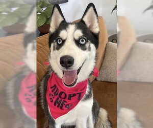 Siberian Husky Dogs for adoption in Fort Pierce, FL, USA