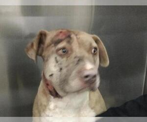 American Pit Bull Terrier Dogs for adoption in Riverside, CA, USA