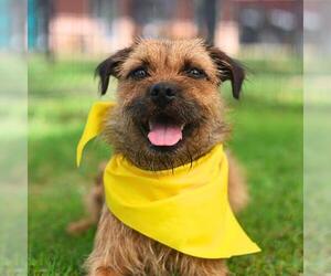 Mutt Dogs for adoption in San Antonio, TX, USA