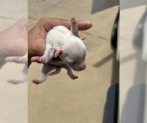 Chihuahua-Unknown Mix Dogs for adoption in Houston, TX, USA