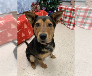 Mutt Dogs for adoption in Fairbanks, AK, USA