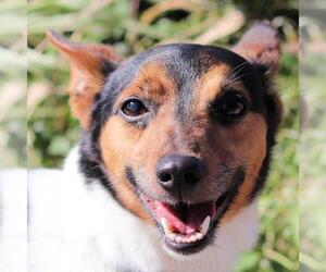 Jack-Rat Terrier Dogs for adoption in Estherville, IA, USA