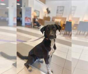 Borador Dogs for adoption in Visalia, CA, USA