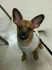 Chug Dogs for adoption in Ola, AR, USA