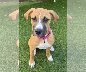 Boxer-Bull Terrier Mix Dogs for adoption in Lighthouse Point, FL, USA