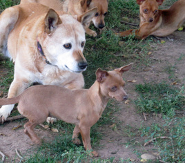 Chiweenie Dogs for adoption in Peralta, NM, USA