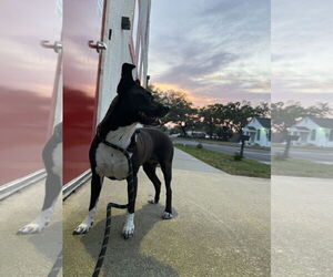 Mutt Dogs for adoption in Sanford, FL, USA
